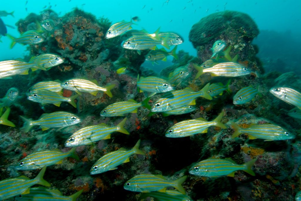 Diving in Tobago